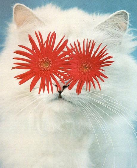 ARTE: Cats and Plants | Stephen Eichhorn