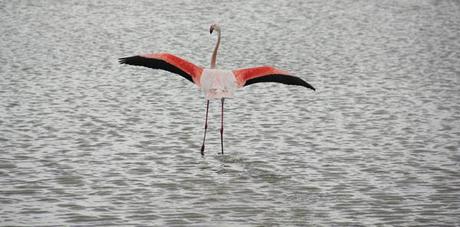 pink flamingos_camargue_viaggiandovaldi