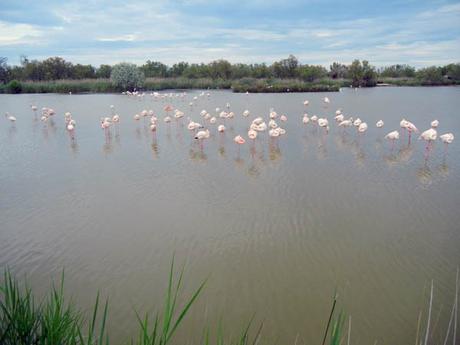 pink flamingos_camargue_viaggiandovaldi