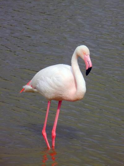 pink flamingos_camargue_viaggiandovaldi
