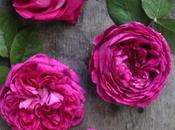 Rose sciroppo