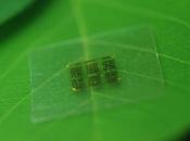 nato primo chip legno