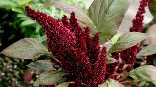 Riscoprire l'Amaranto per la nostra alimentazione