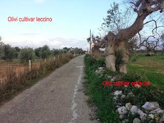 Disseccamento Olivi Ovest - Salento: 5147 alberi di olivo cultivar leccino e 791 alberi di olivo cultivar  frantoio sono rimaste intatte.