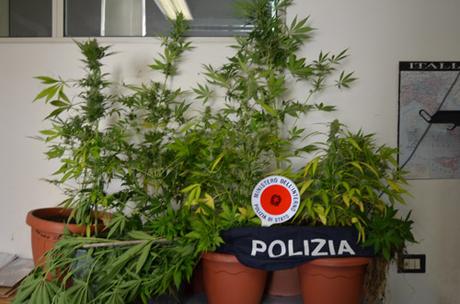 Marijuana coltivata indoor: arrestato 46 enne crotonese