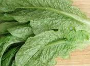 Involtini lattuga ripieni