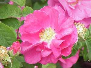 Rosa_gallica_officinalis0