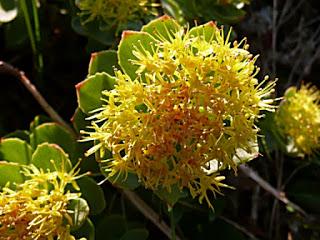 Adattogeni naturali rodhiola