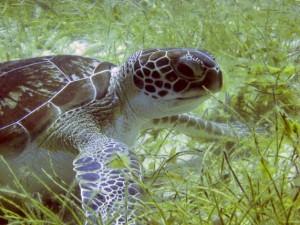 green sea turtle