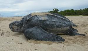leatherback turtle liuto