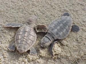 loggerhead babies caretta caretta