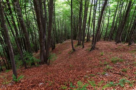 MONTE BOTTAI