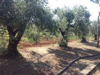 Taviano,ulivi rigogliosi sani e curati in via Melissano e via Matino. Osservazioni del 2 Giugno 2015.