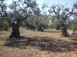 Taviano,ulivi rigogliosi sani e curati in via Melissano e via Matino. Osservazioni del 2 Giugno 2015.