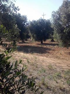 Taviano,ulivi rigogliosi sani e curati in via Melissano e via Matino. Osservazioni del 2 Giugno 2015.