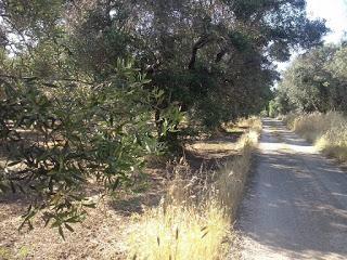 Taviano,ulivi rigogliosi sani e curati in via Melissano e via Matino. Osservazioni del 2 Giugno 2015.