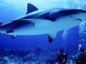 Porto Cesareo Campomarino: allarme squali