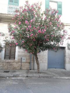 Linee Guida per la Potatura dei novantadue (92) oleandri di Via Matteotti a San Cesario di Lecce (46 lato destro e 46 lato sinistro)