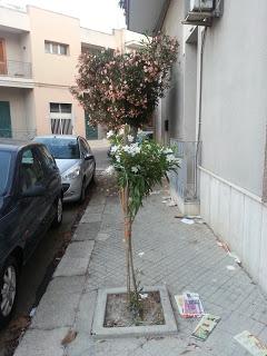 Linee Guida per la Potatura dei novantadue (92) oleandri di Via Matteotti a San Cesario di Lecce (46 lato destro e 46 lato sinistro)