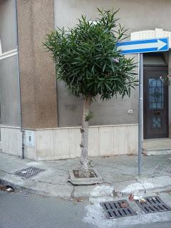 Linee Guida per la Potatura dei novantadue (92) oleandri di Via Matteotti a San Cesario di Lecce (46 lato destro e 46 lato sinistro)