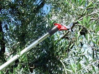 Linee Guida per la Potatura dei novantadue (92) oleandri di Via Matteotti a San Cesario di Lecce (46 lato destro e 46 lato sinistro)
