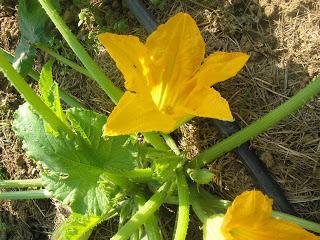 ZUCCHINE  TANTE RICETTE ! semplici veloci, economiche