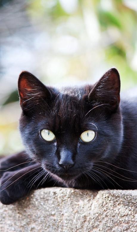 SUMMER IN BLACK AND WHITE