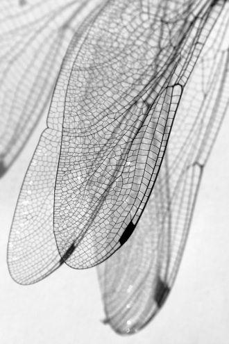 SUMMER IN BLACK AND WHITE