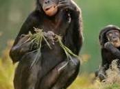 Sono quasi umani: scimpanzé preferiscono cibo cotto