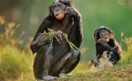 Sono quasi umani: gli scimpanzé preferiscono cibo cotto