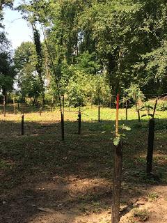 PAVIA. Rinasce il Bosco Grande: terminata la piantumazione.