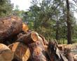 Stati Uniti: dalla Russia legno illegale