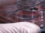 PAVIA. Cellule staminali tanto altro corso ANDI Pavia odontoiatri.