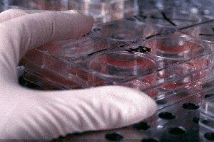 PAVIA. Cellule staminali e tanto altro al corso ANDI Pavia per gli odontoiatri.