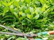 09/06/2015 Energia pulita residui verde urbano