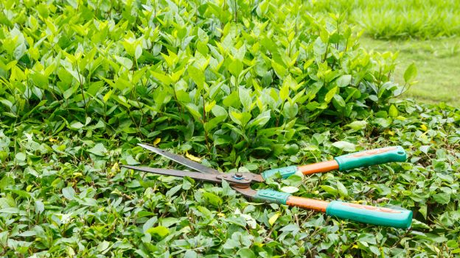 Sfalci e potature, Velo: “da ministero ok a utilizzo residui verde urbano per produrre energia”