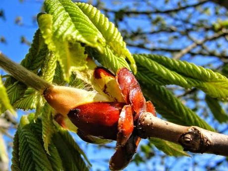 Chestnut Bud, il fiore di Bach per le teste dure