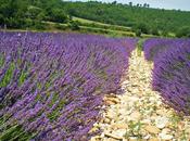 Roussillon Provenza aspetti.