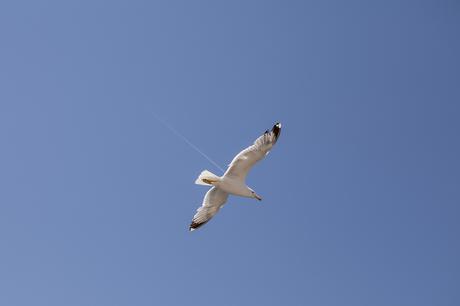 gabbiano in volo