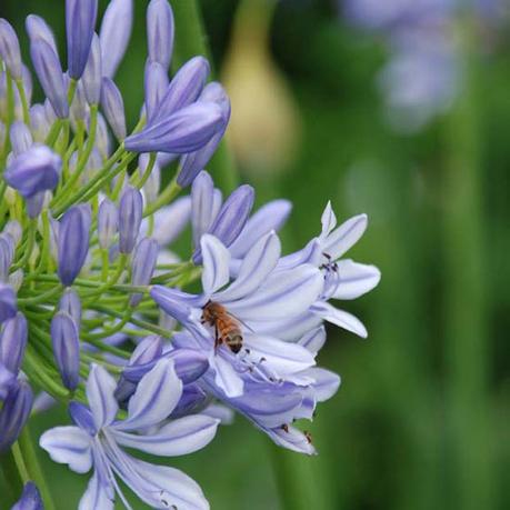 gs876-Agapanthus-LULY