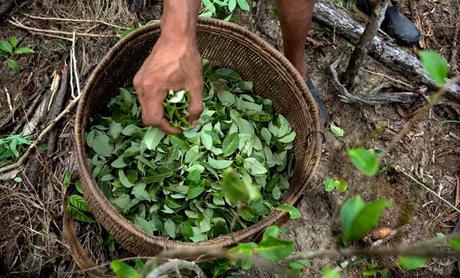 Hoja de coca