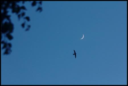 rondini, migrazioni, uccelli