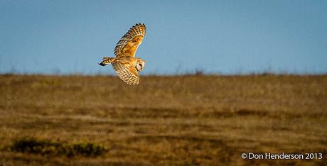 Barn Owl Flight (2 of 2) by catchlightdon, on Flickr