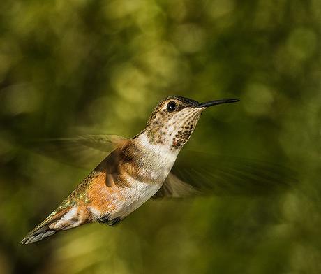 Hummer In The Light by Bill Gracey, on Flickr