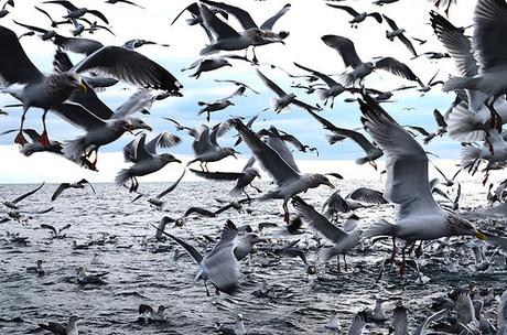 Gulls on Lake Michigan by U.S. Fish and Wildlife Service - Midwest Region, on Flickr