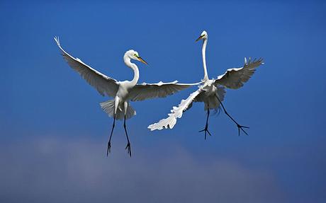 Egrets by Angell Williams, on Flickr