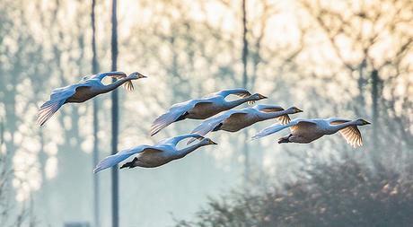 Swans in flight by scyrene, on Flickr