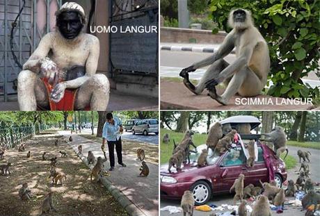 New Delhi invasa dalle scimmie