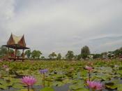 fiori loto Sakon Nakhon: Nong Chalermphrakiat Park