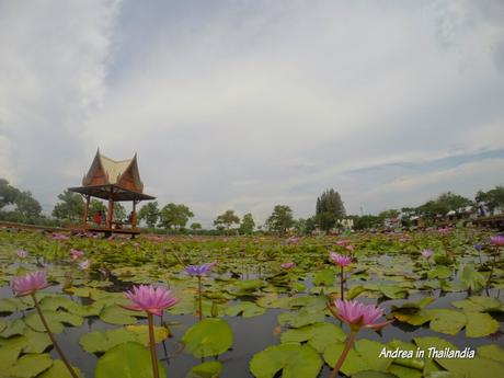 I fiori di loto di Sakon Nakhon: Nong Han Chalermphrakiat Park